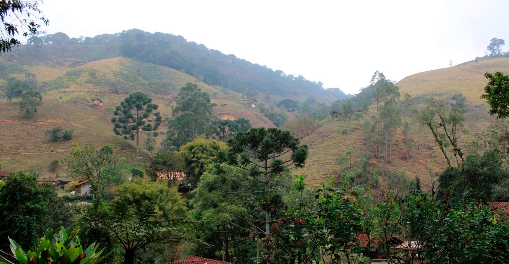 Truta Da Floresta